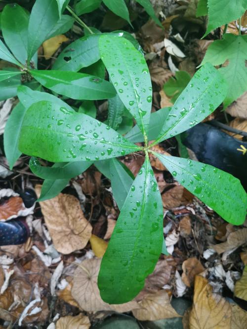 糖膠樹