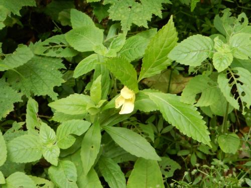 黃花鳳仙花