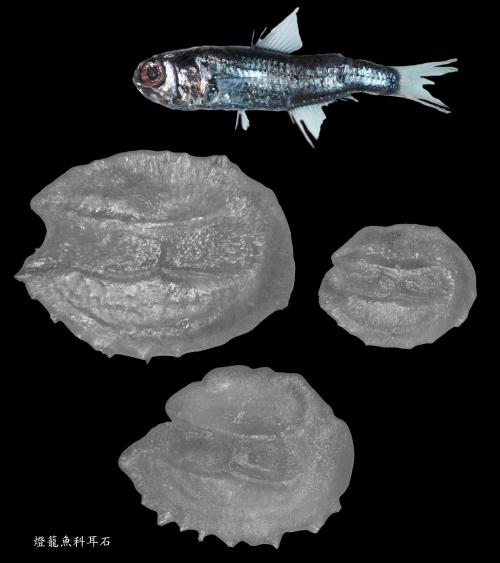 燈籠魚科耳石標本