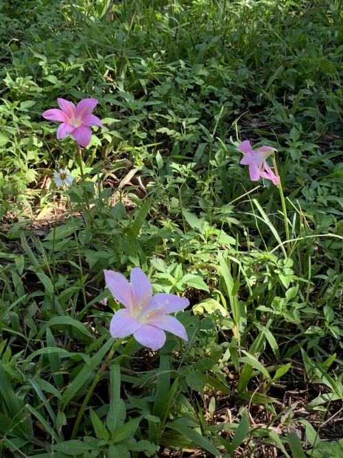 粉紅風雨花 韭蓮