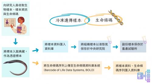 樣本、生命條碼的收集與處理流程