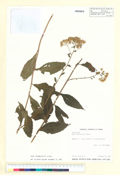 Aster leiophyllus Fr. & Sav._標本_BRCM 5253