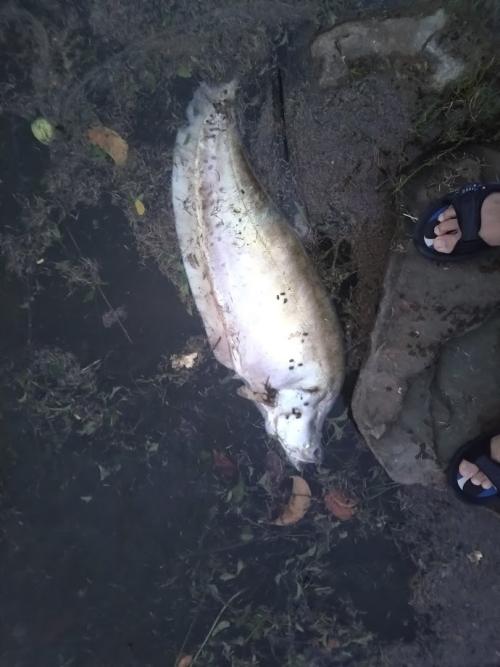 鎧甲弓背魚 (弓背魚 七星刀 東洋刀)