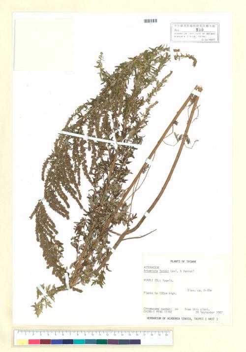 Artemisia feddei Lév. & Vaniot_標本_BRCM 7027