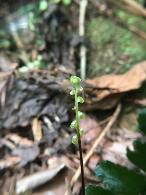 生芽鐵角蕨