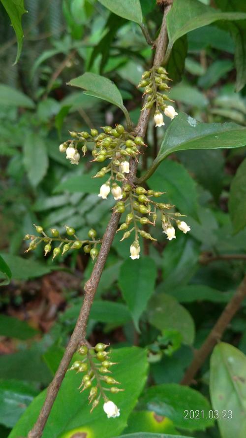 山桂花