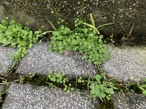 類雛菊飛蓬