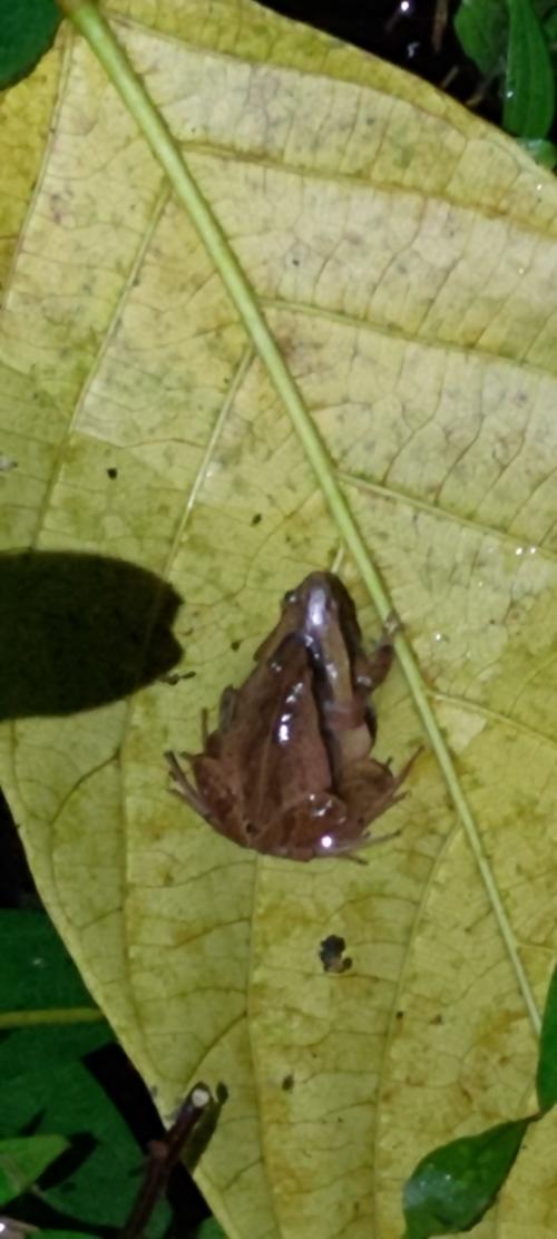 黑蒙西氏小雨蛙