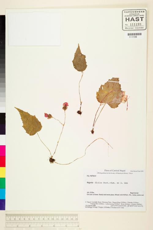 Begonia dioica標本_BRCM 1988