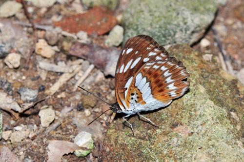 台灣星三線蝶 @Ladoga sulpitia tricula_台北陽明山