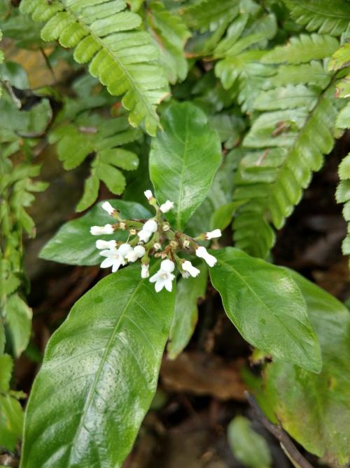 白花蛇根草