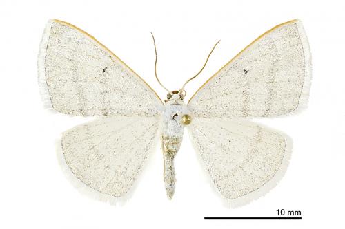 Lomographa jhonjhihguanensis_male_HT_ESRI_07