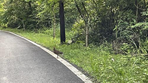 藍腹鷴