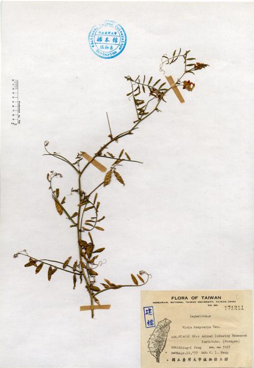 Vicia dasycarpa Ten._標本_BRCM 4159