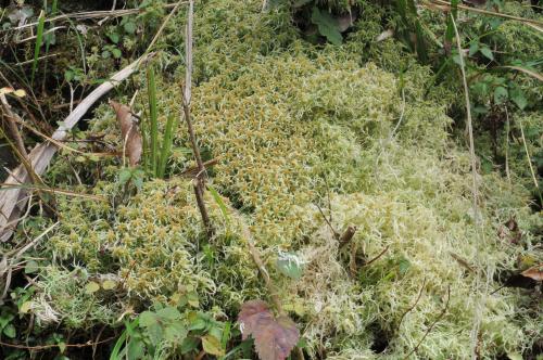 Sphagnum junghuhnianum Dozy & Molk. subsp. pseudomolle (Warnst.) H. Suzuki  暖地泥炭苔擬柔葉亞種(moss) 生態照