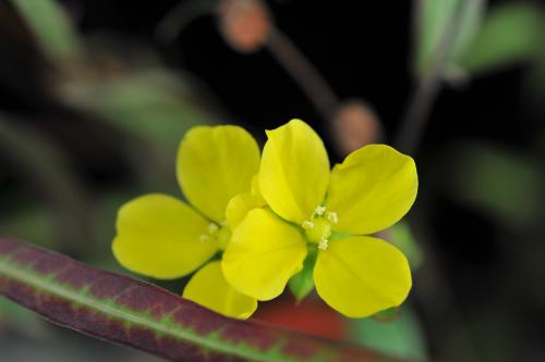 Ludwigia maritima_BRCM 3668