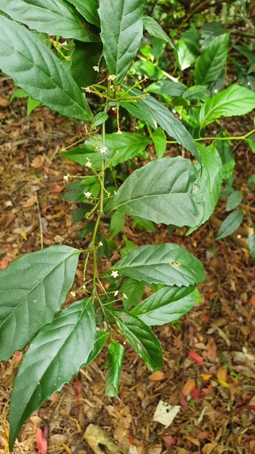 臺灣山桂花