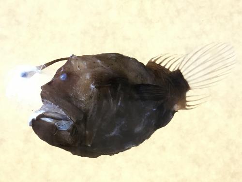 深海鮟鱇魚標本 Bufoceratias shaoi