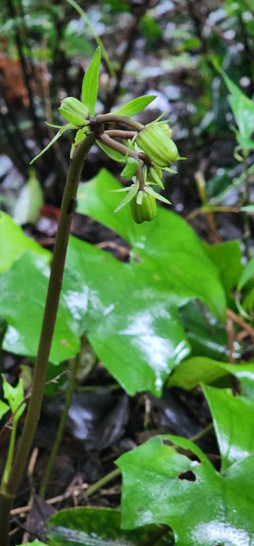 臺灣山菊