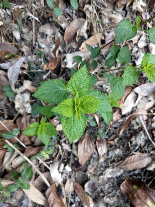 馬鞭草科