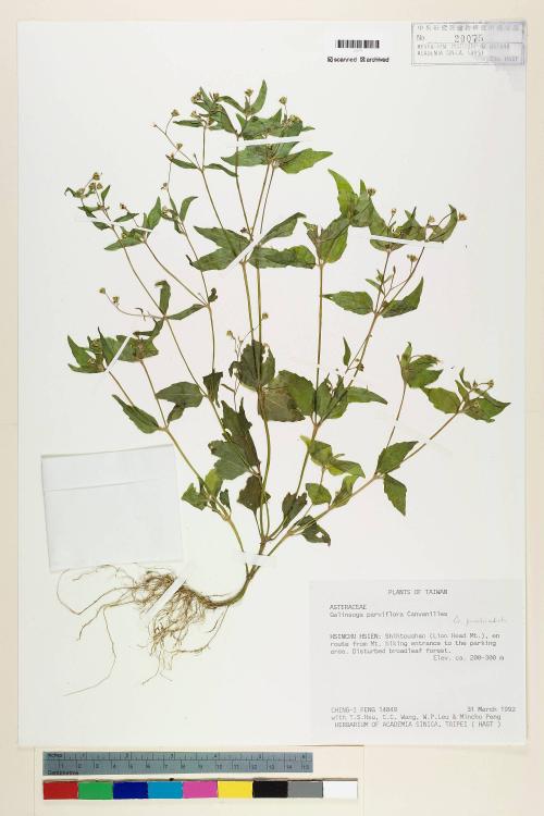 Galinsoga parviflora Cav._標本_BRCM 3720