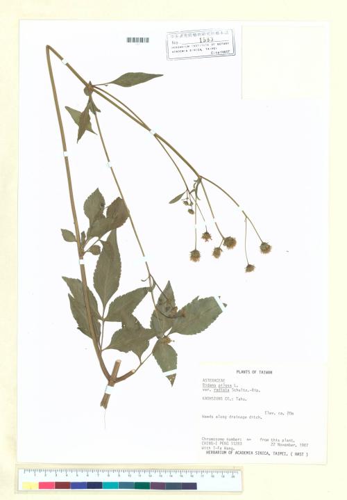 Bidens pilosa L. var. radiata Sch._標本_BRCM 7045