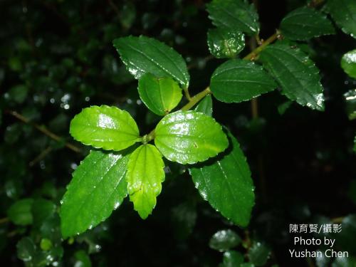 水雞油