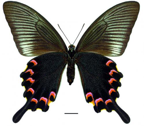 Papilio bianor kotoensis Sonan, 1927 翠鳳蝶蘭嶼亞種