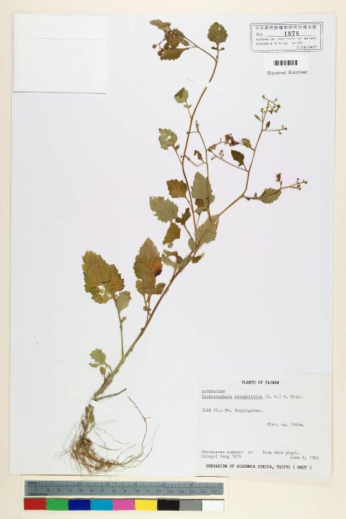 Dichrocephala integrifolia (L. f.) Kuntze_標本_BRCM 6665