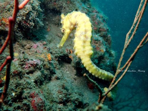 Great Seahorse