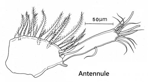 Anuretes branchialis-antennule