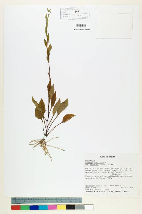 Solidago virgaurea L. var. leiocarpa (Benth.) A. Gray_標本_BRCM 7091