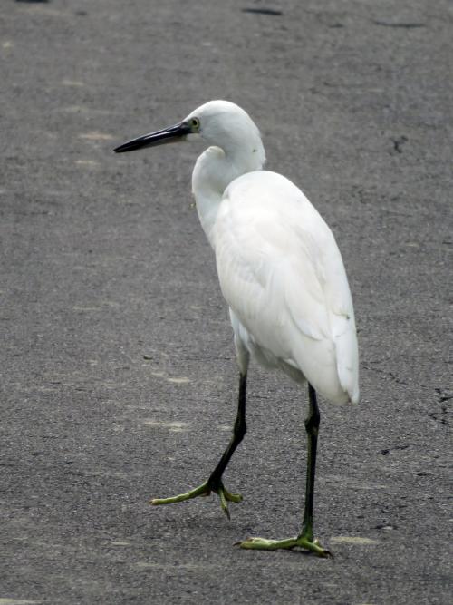 小白鷺