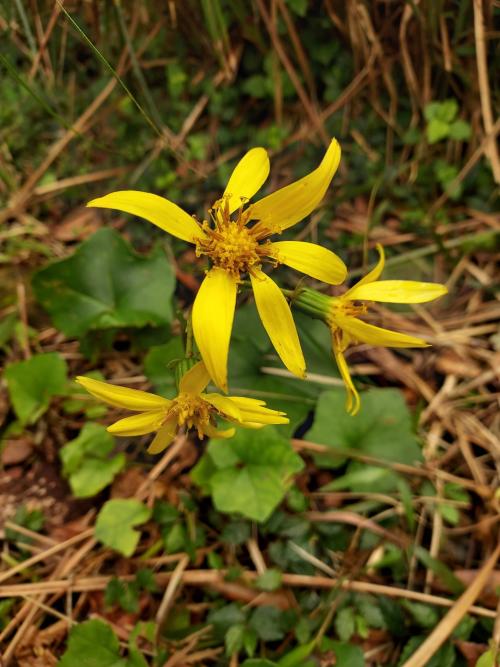 臺灣山菊