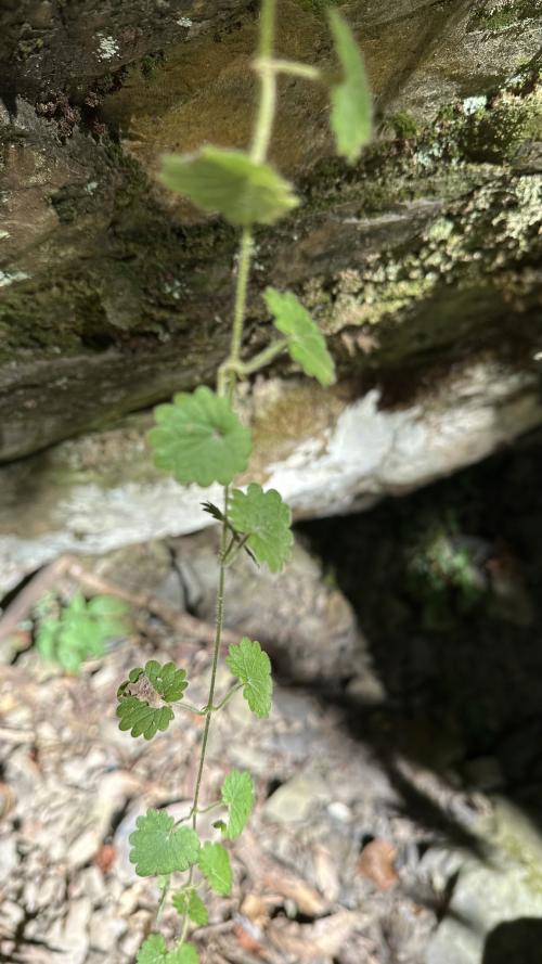 鈴木草