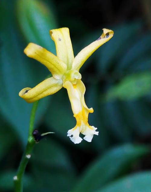 綠花肖頭蕊蘭