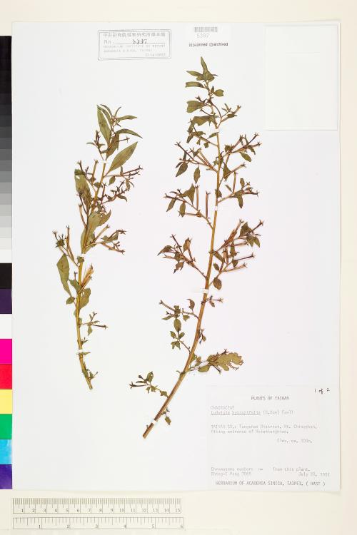 Ludwigia hyssopifolia (G. Don) Exell_標本_BRCM 3595