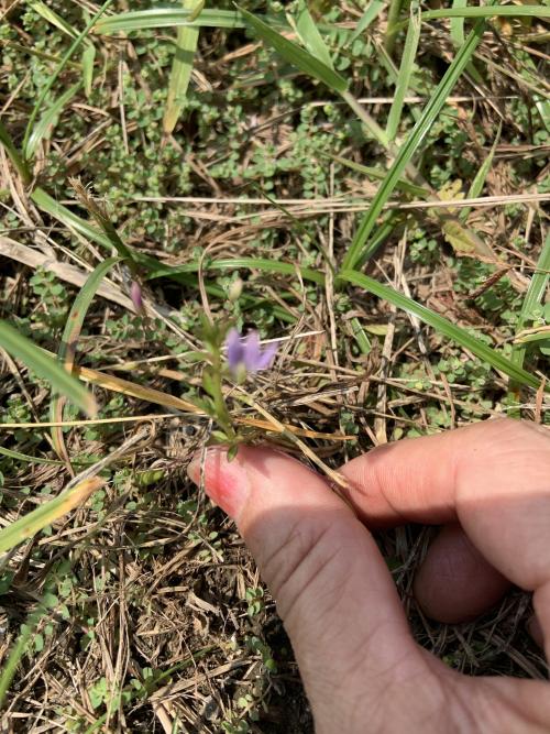 皺子白花菜