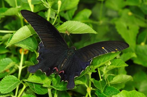 20090925_347288_Papilio dialis tatsuta_a.jpg