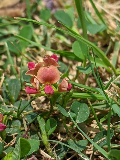 鏈莢豆 練莢豆