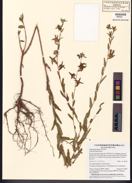 Ludwigia hirtella Raf._標本_BRCM 7770