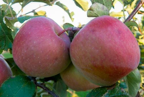 樹上的富士蘋果