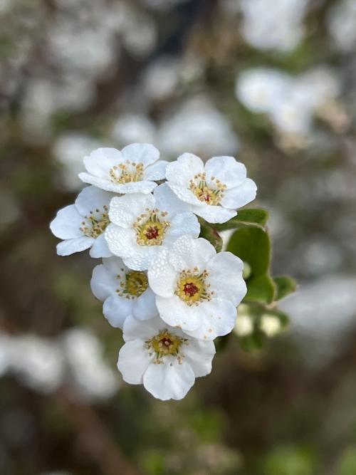 李葉繡線菊(笑靨花)