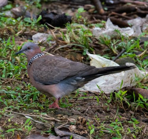 珠頸斑鳩(指名亞種)