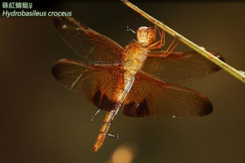 14-09 硃紅蜻蜓