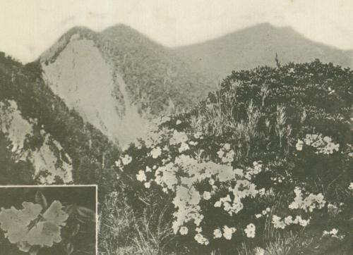 奇萊主山上的石楠花