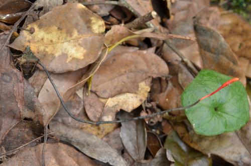 Ophiocordyceps nutans(下垂蛇形蟲草)