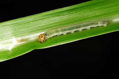 20090929_345453_Ampittia virgata myakei_l.jpg