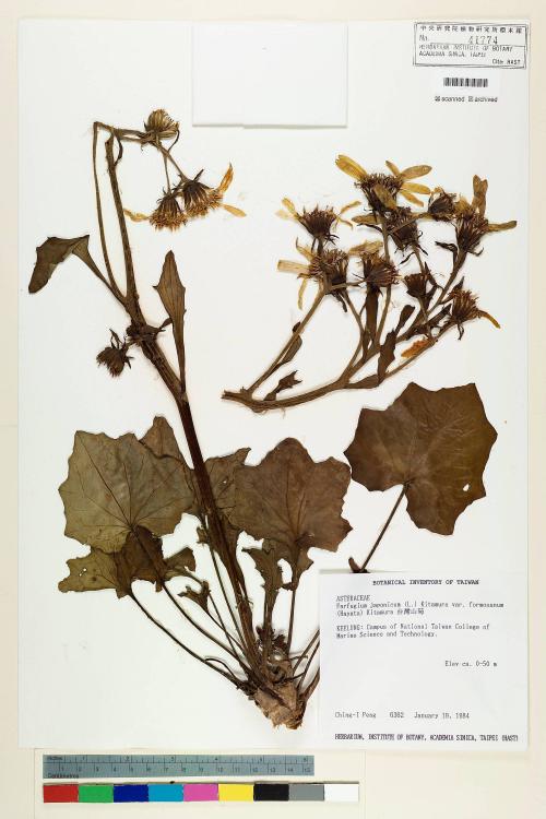 Farfugium japonicum var. formosanum (Hayata) Kitam._標本_BRCM 6500