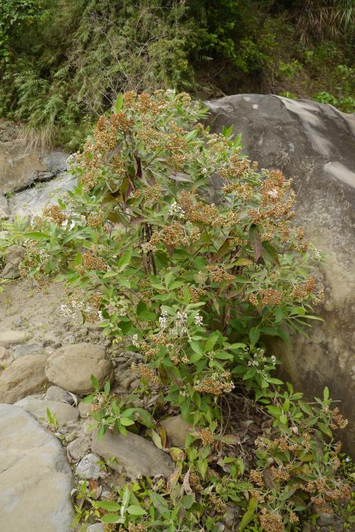 美洲闊苞菊